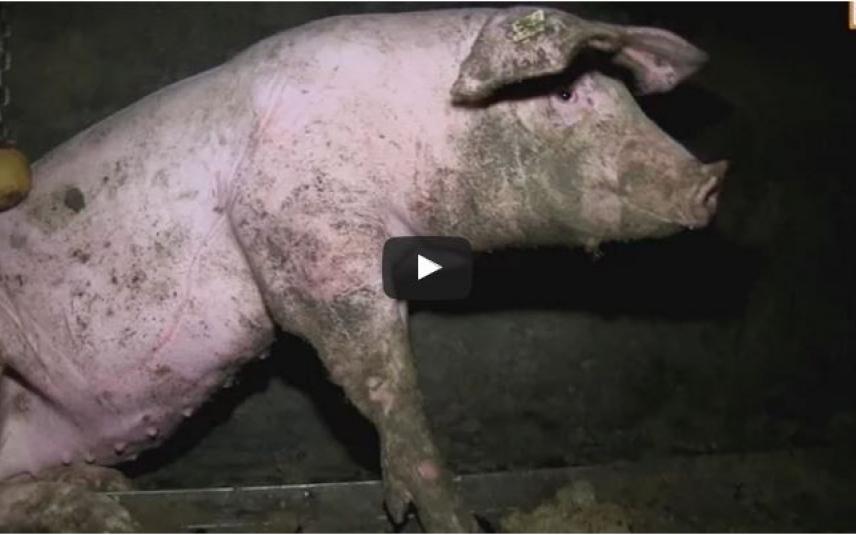 Ernstig dierenleed in Duitse varkensfabrieken