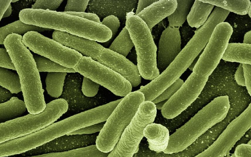 Koli bacterie