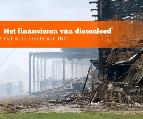 ING dierenleed