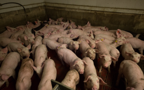 Ruim 400 varkensboeren – goed voor bijna 1 miljoen varkens – worden uitgekocht 
