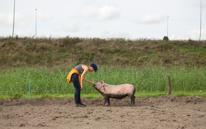 Bezoeker bij het Weekend van het Varken