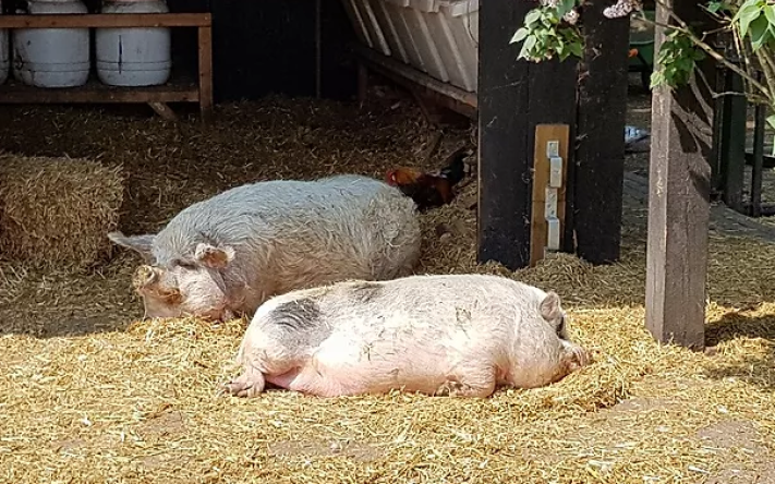 Hector en Vrouw Holle waren onafscheidelijk