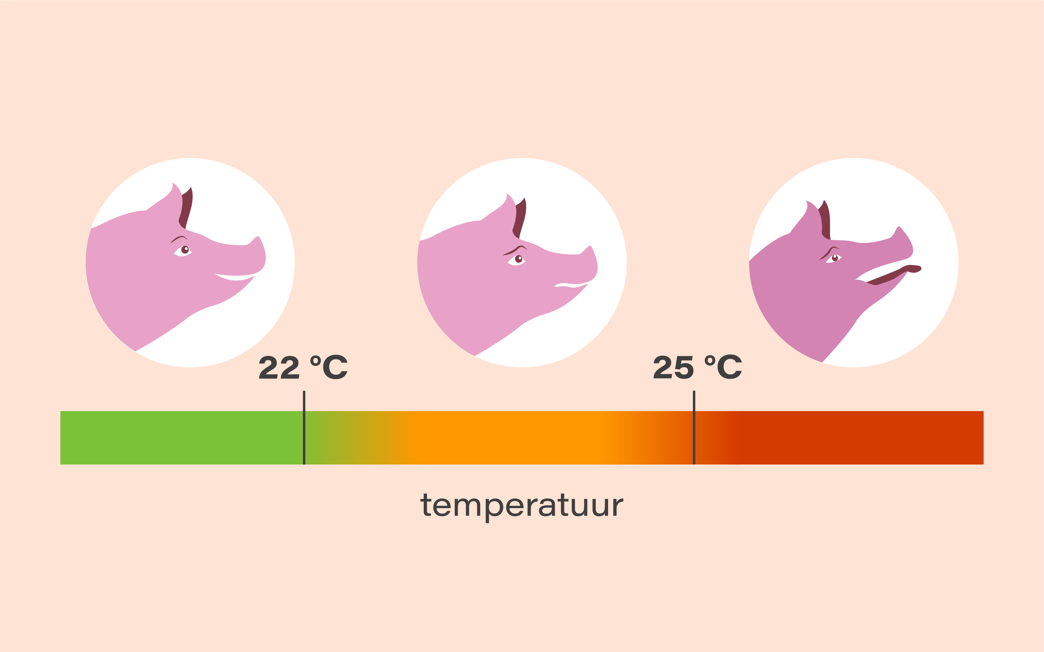 Het verloop van oververhitting bij varkens