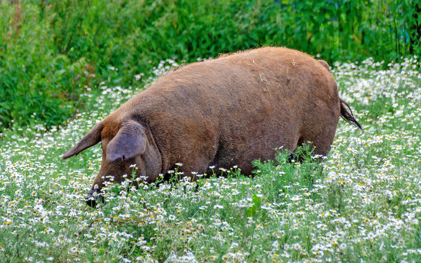 Varkens willen wroeten en onderzoeken