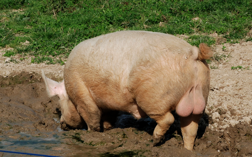 Een varken met ballen