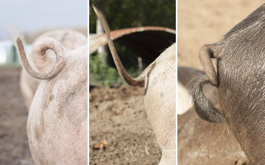 Varkens met krulstaart