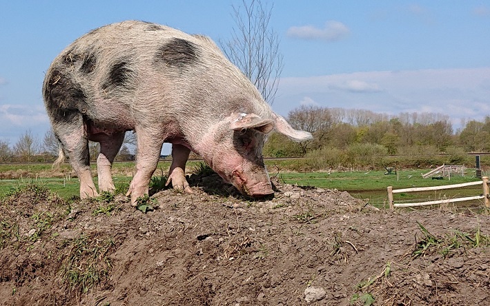 Vlekkie op de heuvel