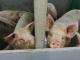 varkens in de vee-industrie