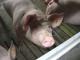 Uitspraak van Europees Hof wordt gebruikt in strijd tegen varkensstallen