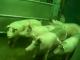 Wachtende varkens in slachthuis Gosschalk