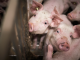 VIN Demissionair kabinet dierenwelzijnsonderwerpen