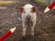 Stem jij voor de dieren?