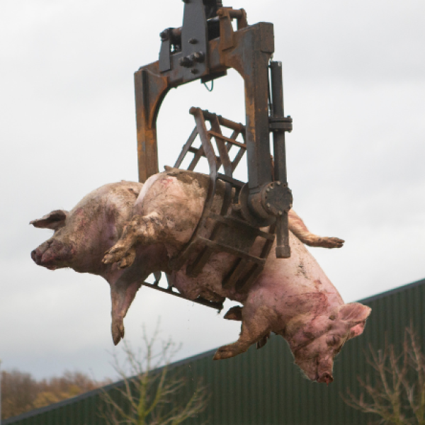 Afbeelding artikel Afrikaanse varkenspest website