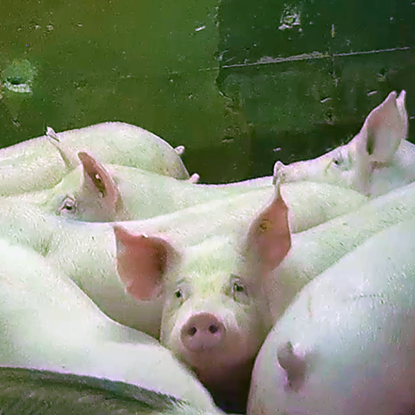 Een zerotolerancebeleid voor slachthuizen, wat houdt dat in?