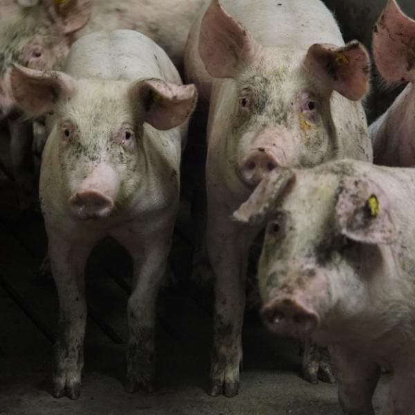 Waarom bijten varkens in elkaars staart?