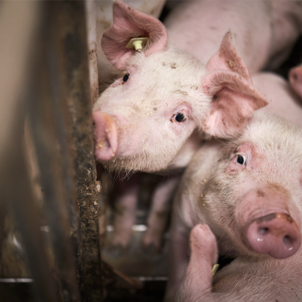 VIN Demissionair kabinet dierenwelzijnsonderwerpen