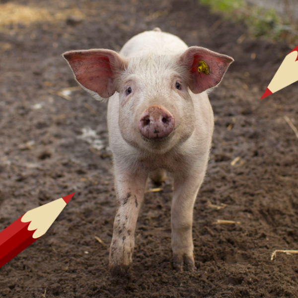 Stem jij voor de dieren?