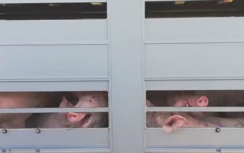 Hittestress bij varkens