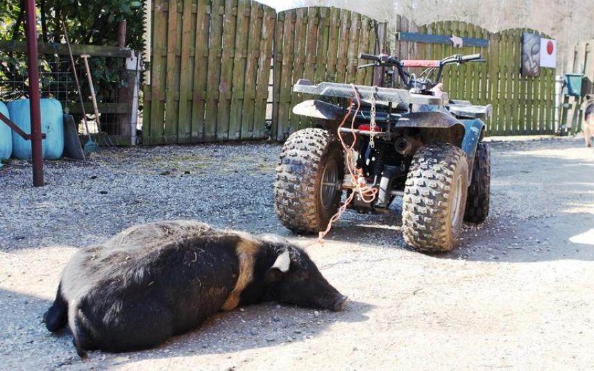 Dood varken achter tractor