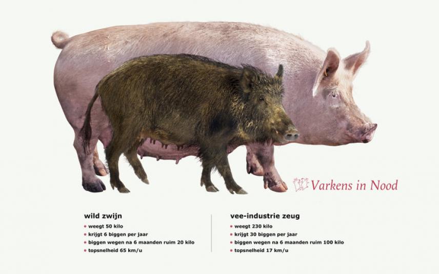Radar varkensvlees goedkoop