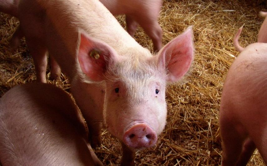 Onafhankelijke raad adviseert regering: dierenwelzijn in veehouderij moet beter