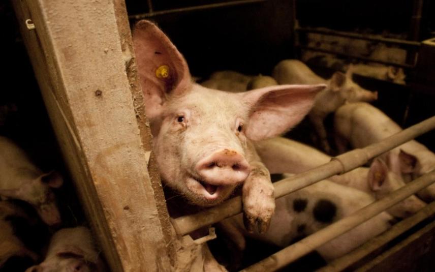 We hebben begrip voor de positie varkensboeren, maar houden hen wel medeverantwoordelijk voor de uitbuiting van varkens