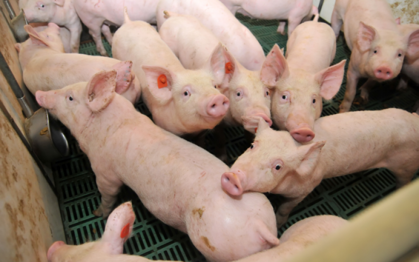 Reclame Code Commissie: varkenssector misleidt met kindermarketing