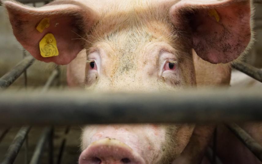 inspecties giftige stallucht varkensstallen schieten tekort