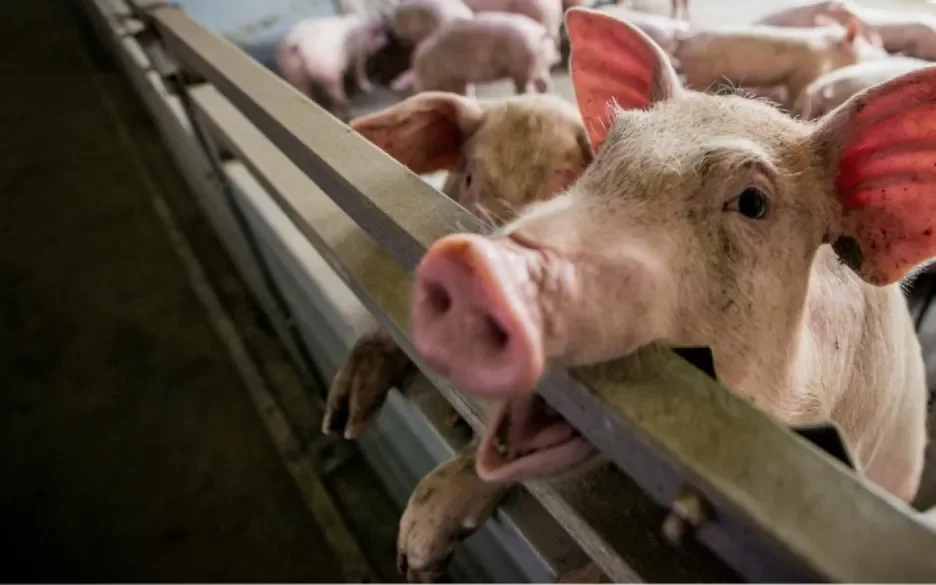 Help jij de varkens?