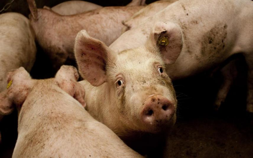 Varkens in Nood-arrest vernietigt opnieuw vergunning van grote varkensstal