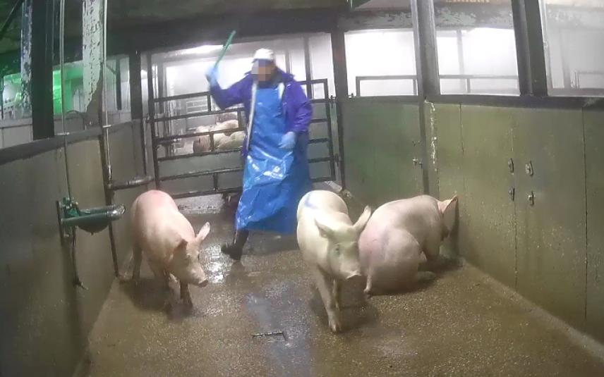 Medewerker slachthuis slaat varkens