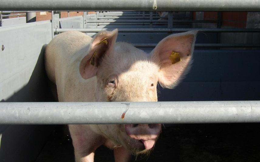 Albert Heijn verwijdert reclame over ‘scharrel’varkensvlees na klacht