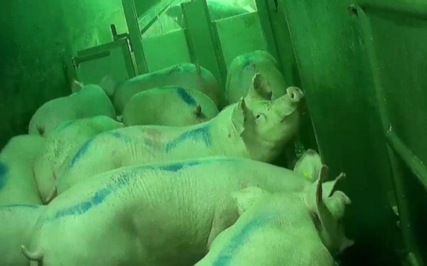 Varkens worden opgedreven in het slachthuis