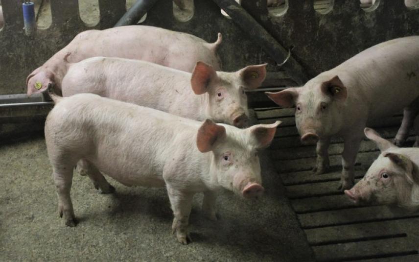 Eindeloze verveling in varkensstallen blijft groot probleem 