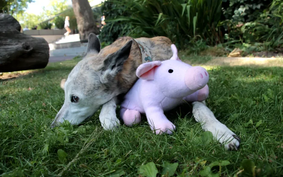 Bobbie met hond