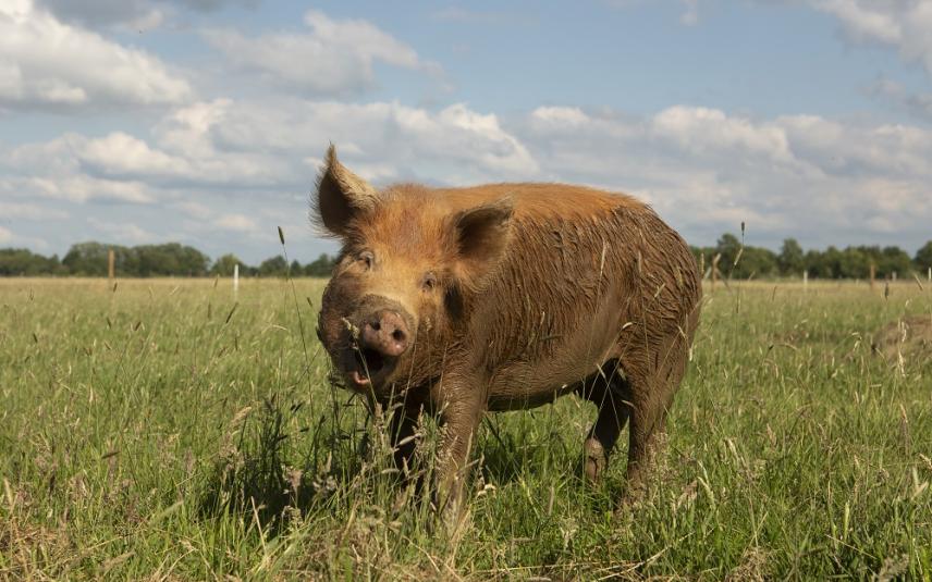 Vijfsterren-varkensboeren voldoen aan strenge criteria