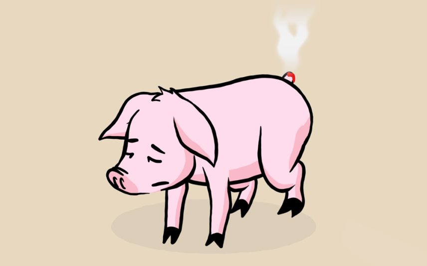 Slechts 1% van alle Nederlandse varkens heeft een krulstaart