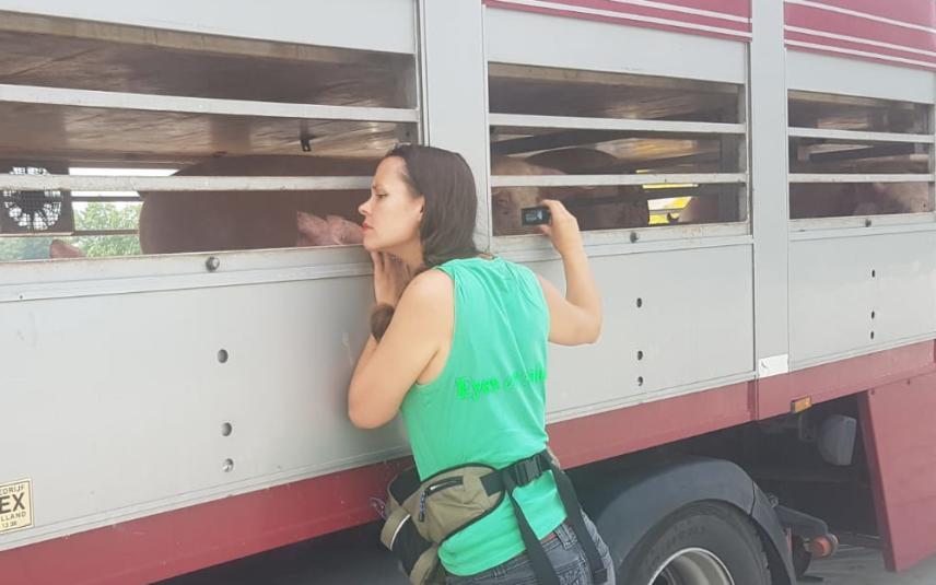 Medewerker Eyes on Animals inspecteert varkenstransport