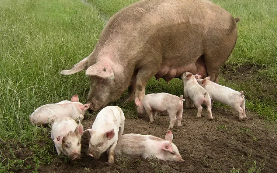 In een dierwaardige veehouderij krijgen moedervarkens genoeg ruimte om voor hun biggen te zorgen.