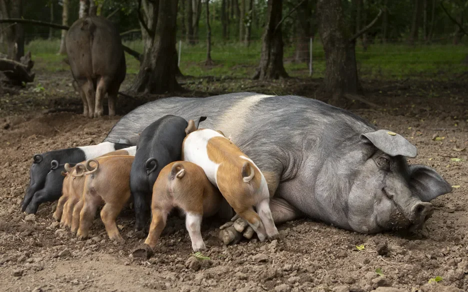 biggen groeien op bij hun moeder