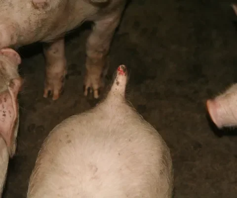 Bange en agressievere dieren en meer staartbijten