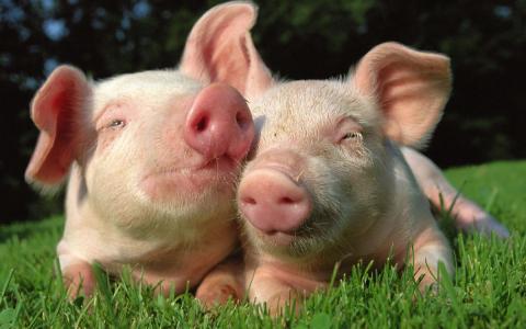 Het geheime sociale leven van varkens