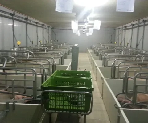 Ernstige beperking sociaal gedrag tussen zeugen