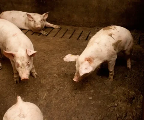 Snel ziek door enorme groeisnelheid