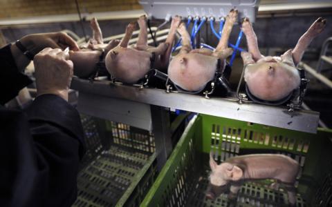 LIDL en ALDI stoppen ook in Duitsland met verkoop ‘gecastreerd vlees’