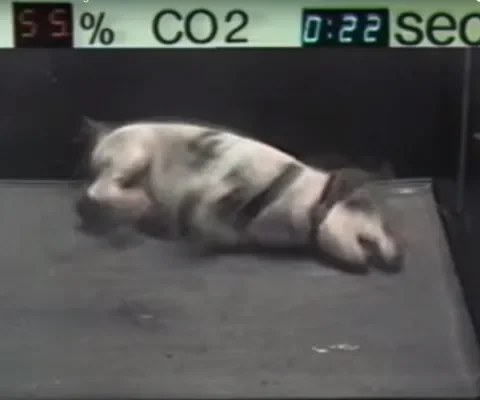Dertig seconden ademnood bij CO2-verdoving