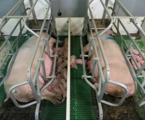 Ernstige bewegingsbeperking