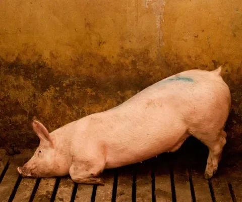 Infecties en huidaandoeningen door vieze, harde en gladde vloeren