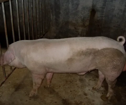 Geen mogelijkheden voor natuurlijk gedrag