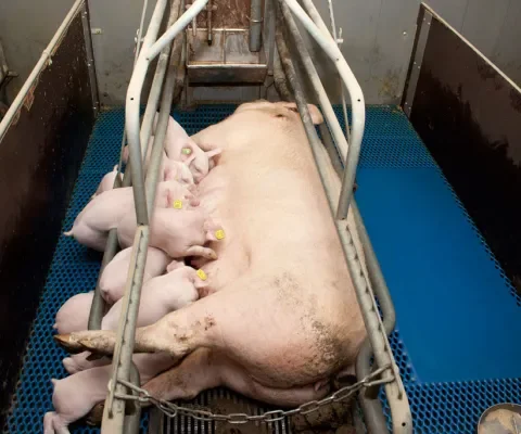 Ondervoeding en/of onderkoeling door onvoldoende tepels en/of melk